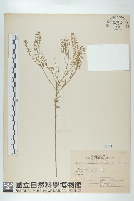 獨行菜藏品圖，第1張