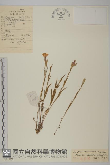 蒙古石竹藏品圖，第1張