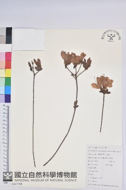 唐杜鵑、大屯杜鵑、中原氏杜鵑藏品圖，第1張