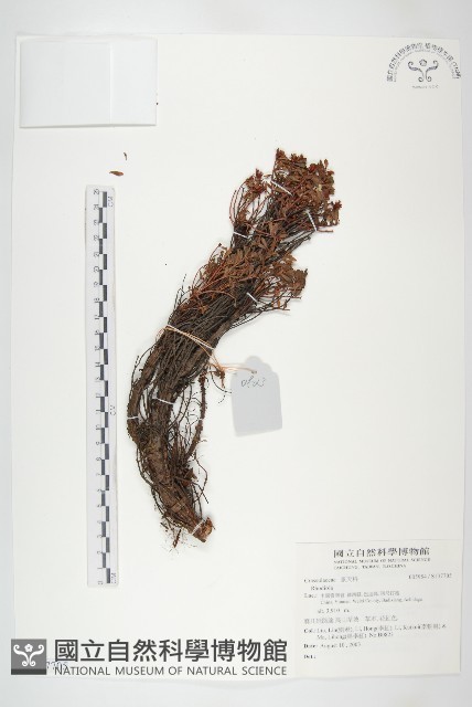 登錄號:S137705藏品圖，第1張