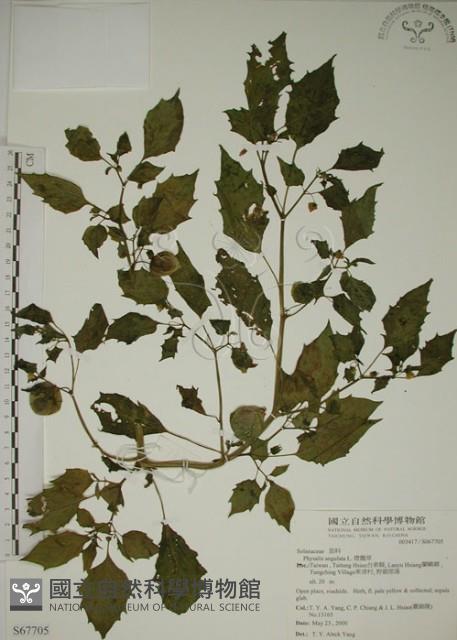 燈籠草藏品圖，第1張