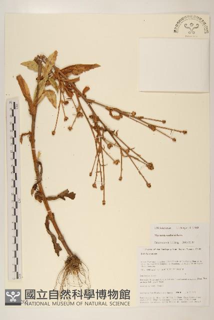 千星菊藏品圖，第1張