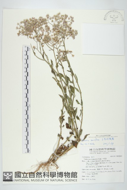 小花斑鳩菊藏品圖，第1張