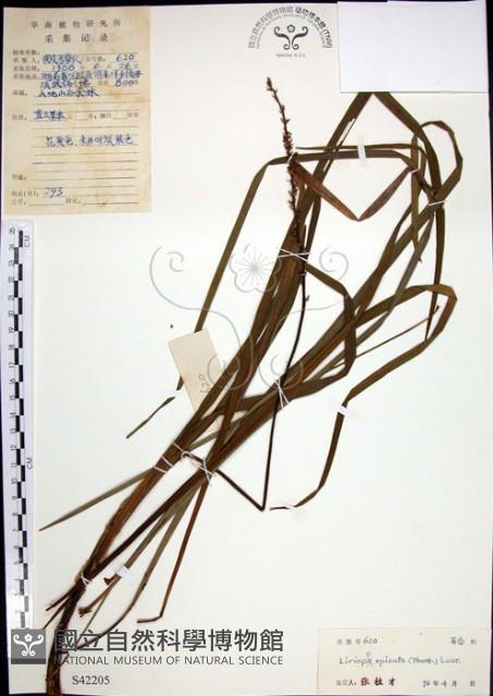 麥門冬藏品圖，第1張