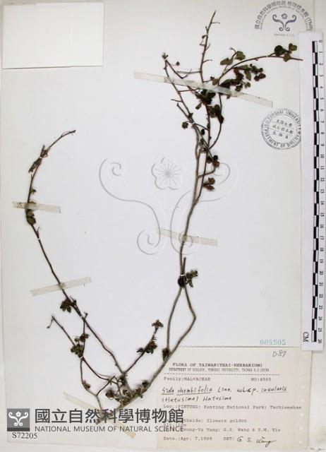 恆春金午時花藏品圖，第1張