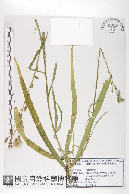 全光菊藏品圖，第1張