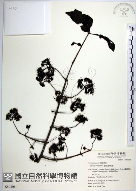 腺果藤、刺藤藏品圖，第1張