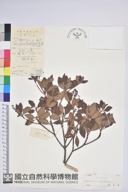 燈籠花藏品圖，第1張