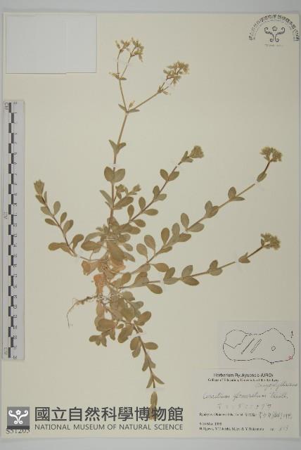 球序卷耳藏品圖，第1張