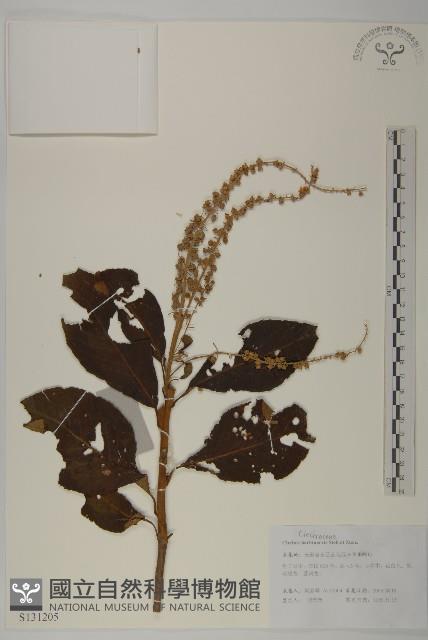 華東山柳藏品圖，第1張