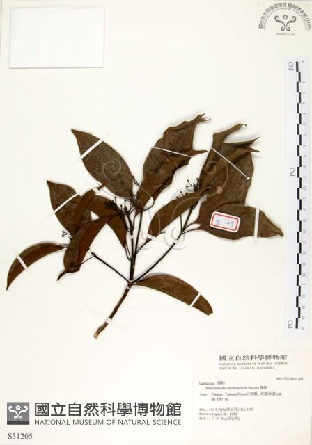 瓊楠藏品圖，第1張