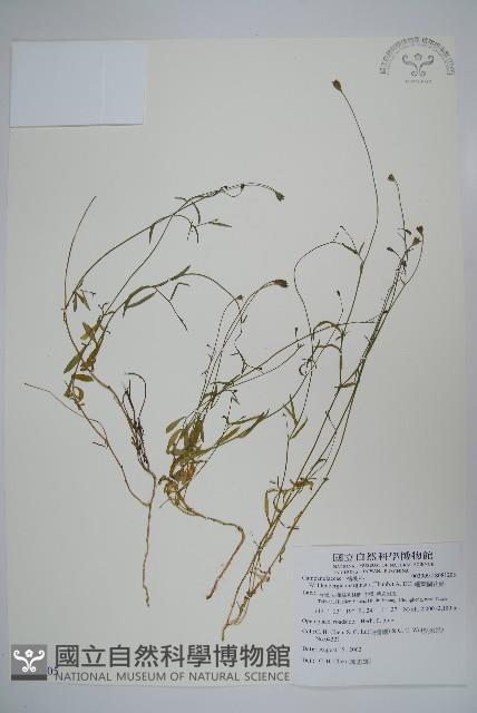 細葉蘭花參藏品圖，第1張