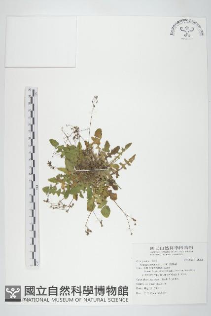 黃鵪菜藏品圖，第1張