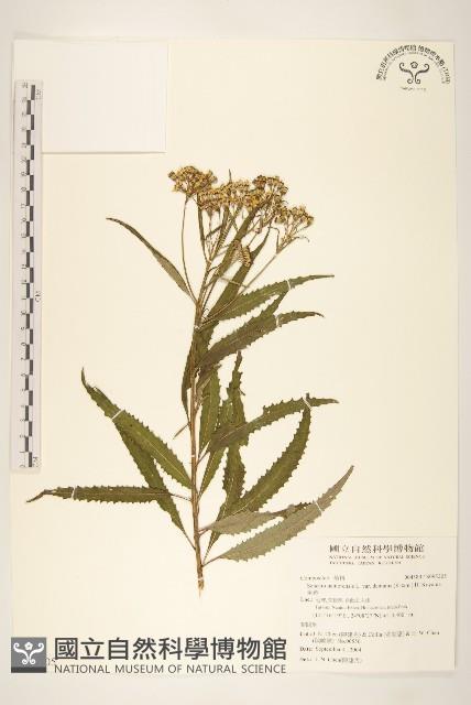 黃菀藏品圖，第1張