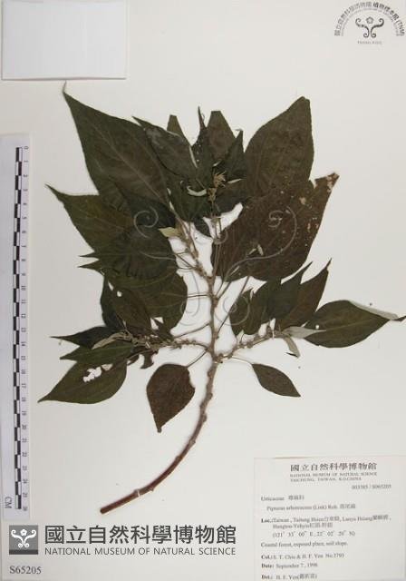 落尾麻藏品圖，第1張