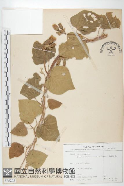 大萼旋花藏品圖，第1張