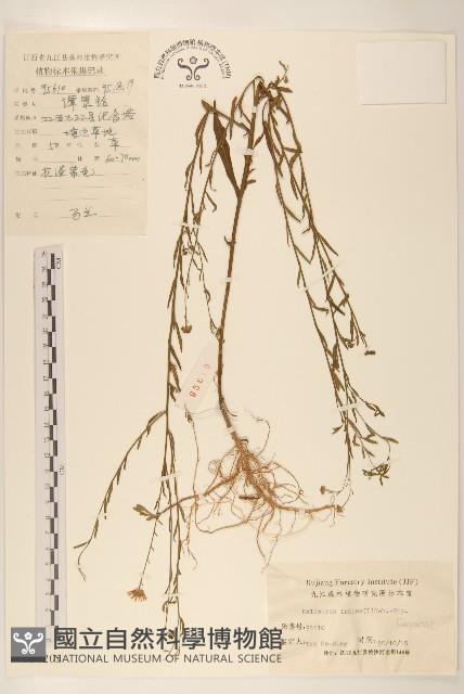 雞兒腸藏品圖，第1張