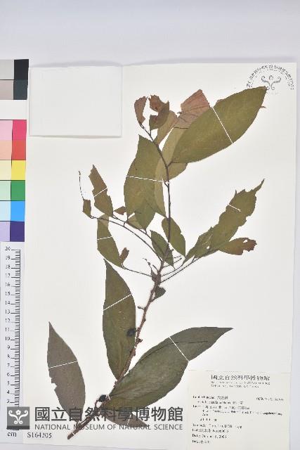 Accession Number:S164205 Collection Image