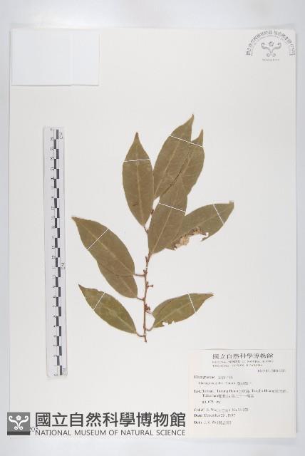 藤胡頹子藏品圖，第1張