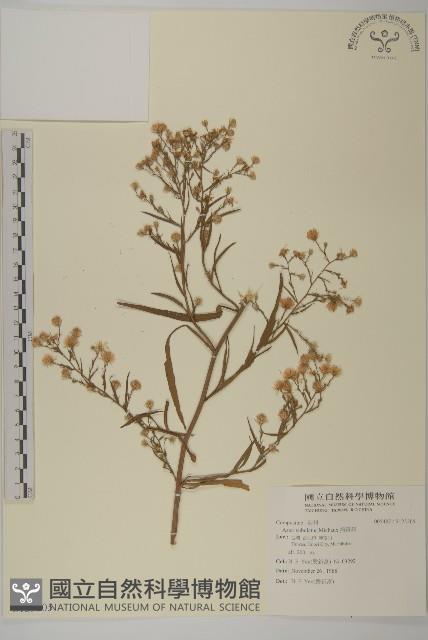 掃帚菊藏品圖，第1張