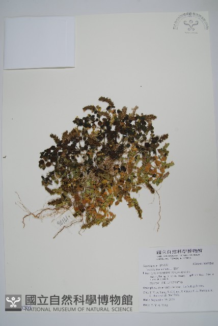 爵床藏品圖，第1張