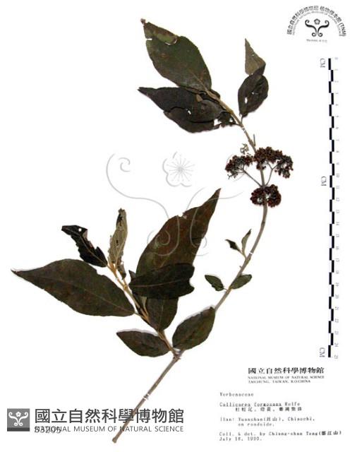 杜虹花，台灣紫珠藏品圖，第1張