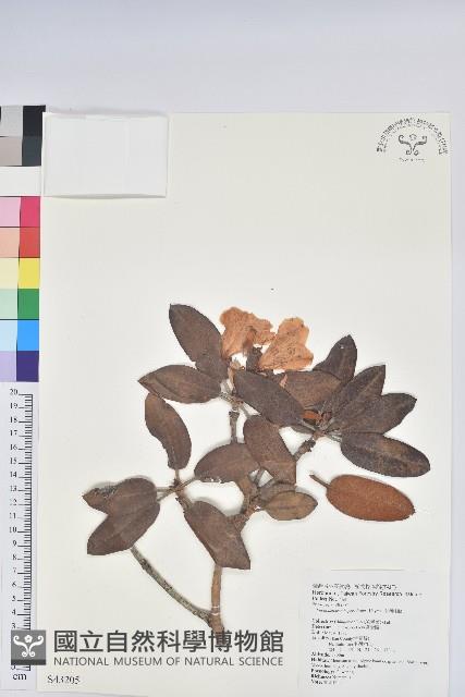 Nan-hu Rhododendron Collection Image