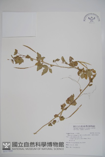 平伏莖白花菜、成功白花菜藏品圖，第1張