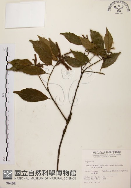 油葉石櫟藏品圖，第1張