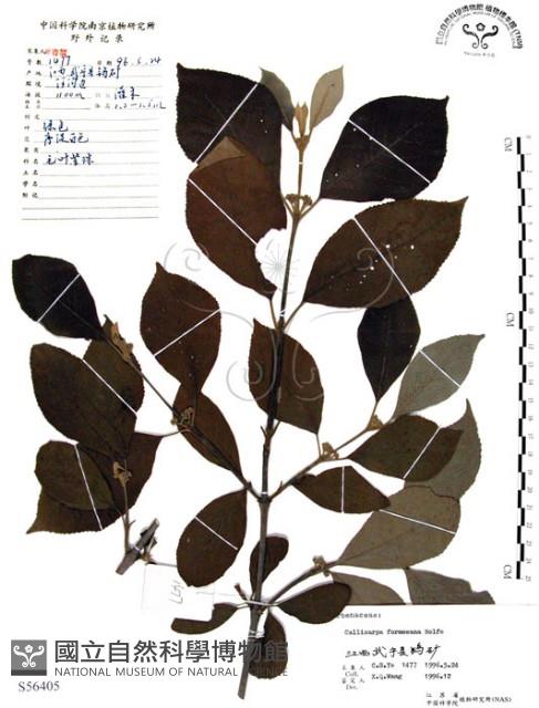 杜虹花，台灣紫珠藏品圖，第1張