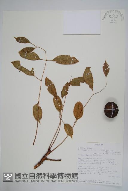 伯爾硬胡桃、酒樹藏品圖，第1張