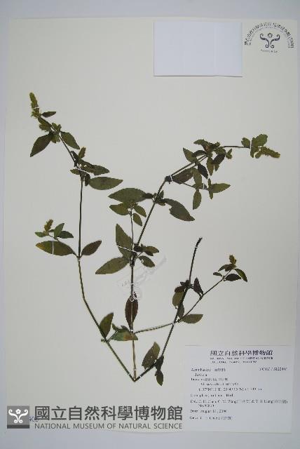 登錄號:S122405藏品圖，第1張