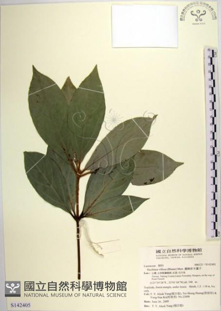 蘭嶼新木薑子藏品圖，第1張