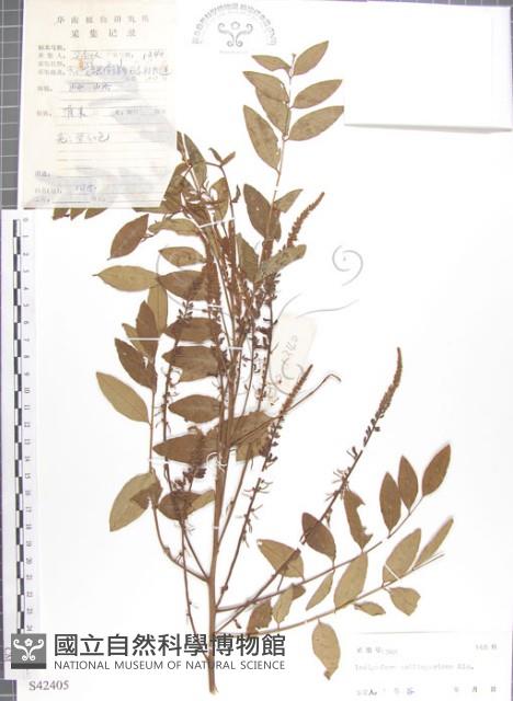 尖葉木藍藏品圖，第1張