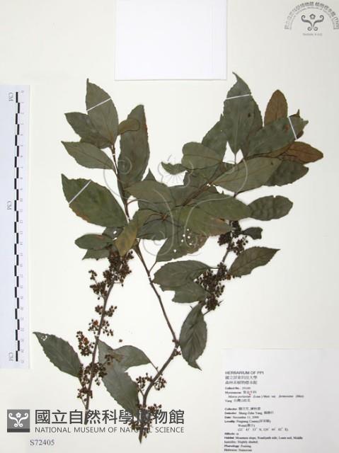 台灣山桂花藏品圖，第1張