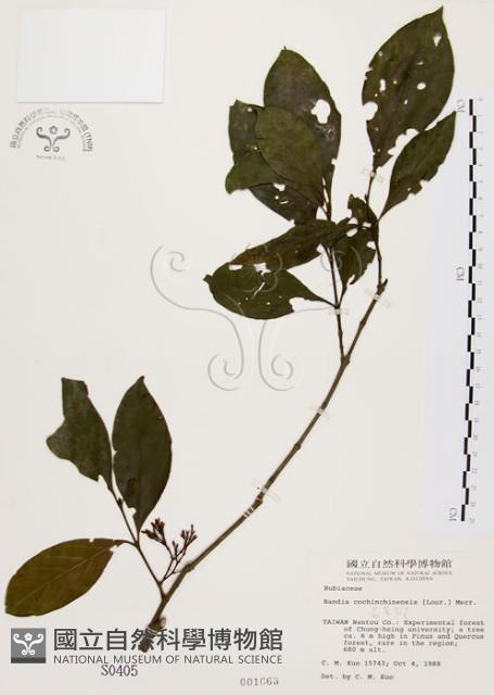 茜草樹藏品圖，第1張