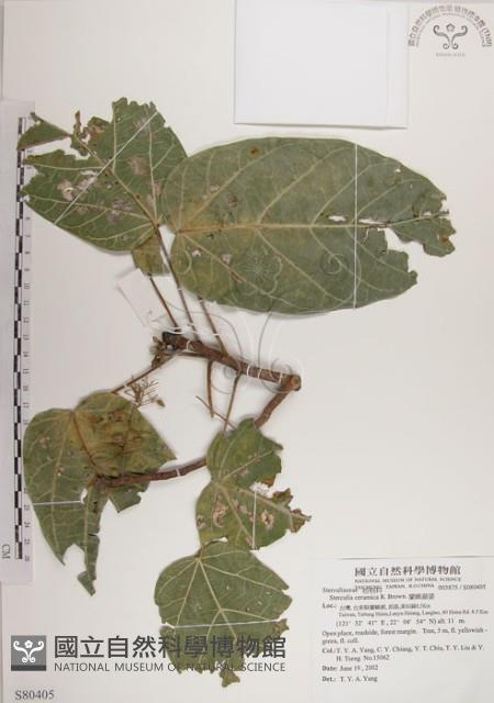 蘭嶼蘋婆藏品圖，第1張