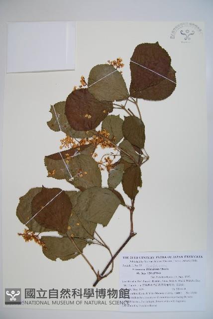 莢迷藏品圖，第1張