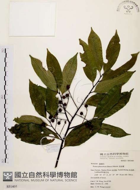 墨點櫻桃、黑星櫻藏品圖，第1張