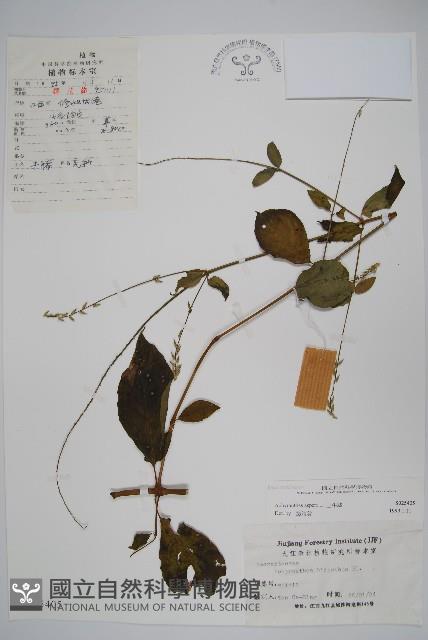 土牛膝藏品圖，第1張