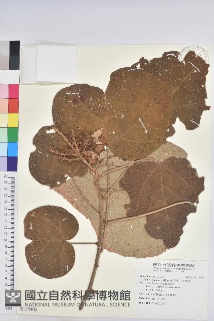 野桐藏品圖，第1張