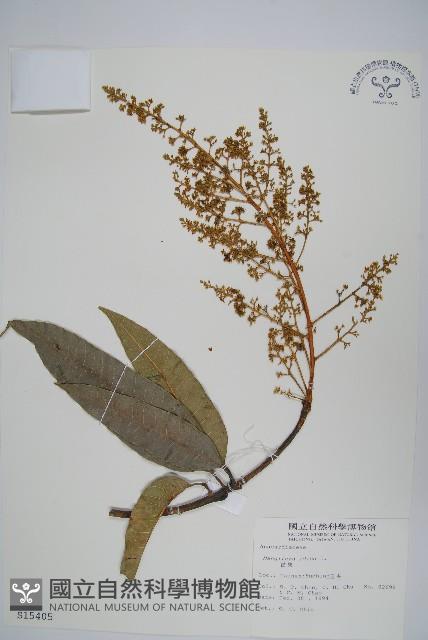 芒果、檬果、檨仔藏品圖，第1張