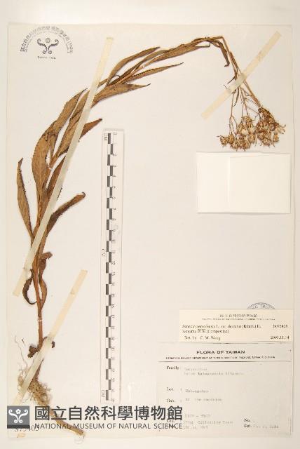 黃菀藏品圖，第1張