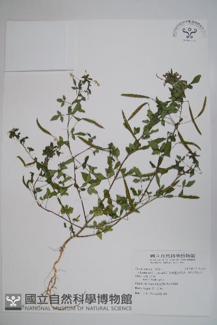 平伏莖白花菜、成功白花菜藏品圖，第1張