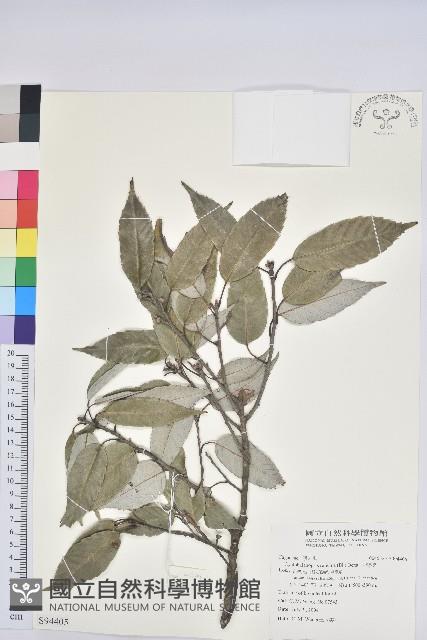 白背櫟藏品圖，第1張