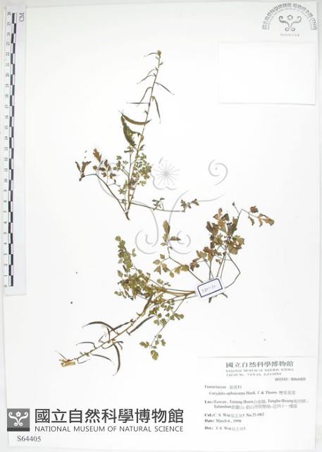 彎果黃菫藏品圖，第1張