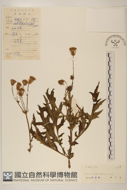 三七草藏品圖，第1張