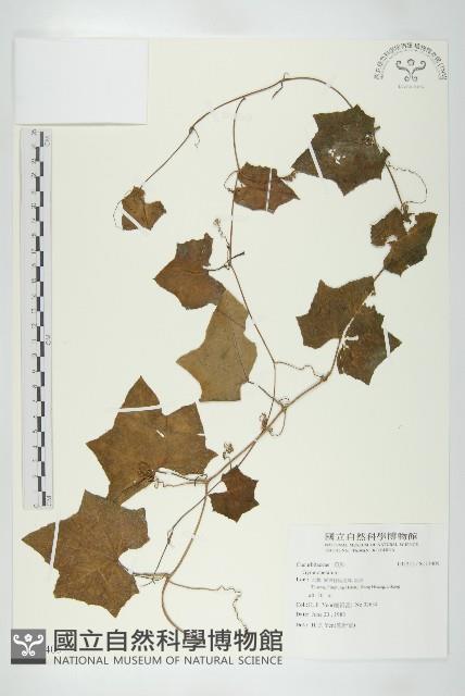 登錄號:S113405藏品圖，第1張