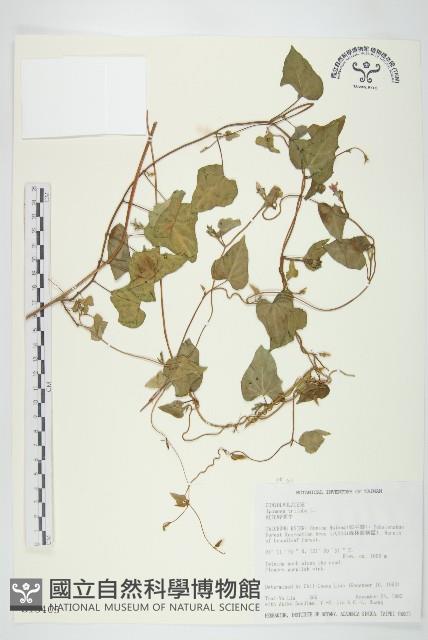 紅花野牽牛藏品圖，第1張