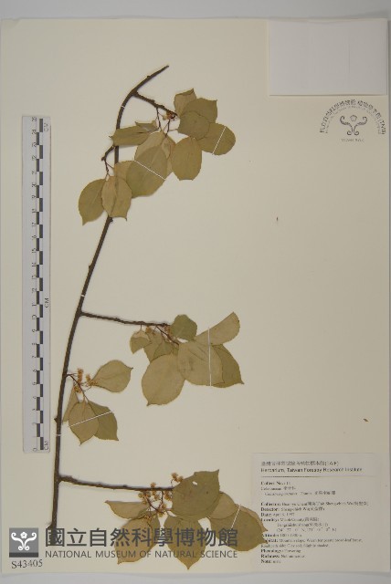 光果南蛇藤藏品圖，第1張